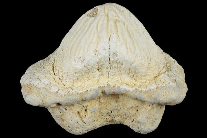 Fossil Crusher Shark (Ptychodus) Tooth - Kansas #187416